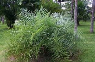 plantsworld Dwarf Date Palm, Phoenix acaulis Seed