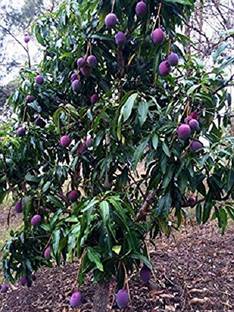 Kapebonavista Live Black Stone Mango Aam Fruit Plant Healthy Live Plant Seed