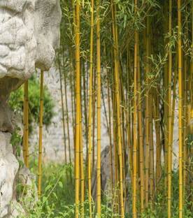 wequality golden bamboo seeds Seed