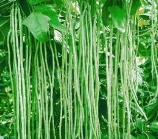 SUAA Long Yard Beans Seed