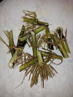 NaturalAgrocare Co4 Napier Grass, Napier Grass Seed