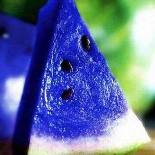 KNESSiN Blue Watermelon Seed