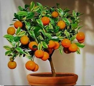 SHYAM Kashmir kinnow OrangeLemon Plant Seed