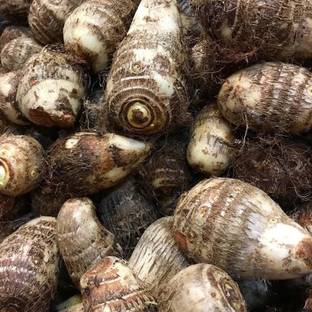 Aywal Taro Root / Arbi / Dasheen / Eddoes Vegetable Bulbs Home Outdoor Gardening Bulbs Seed