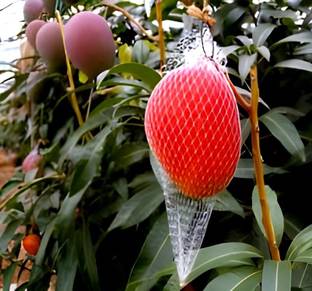 SHYAM Red Japanese Miyazaki Mango Fruit"Tree Grafted Plant Seed