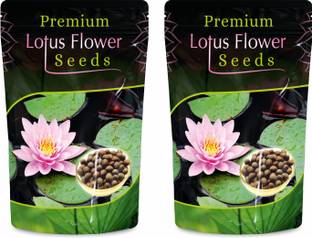 PREMIUM COLLECTION Lotus Seed