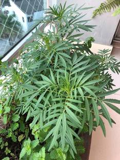 VibeX ® XXL-185 Black Mint Huacatay Seeds Seed