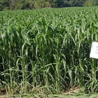 BDSresolve Cow eating grass seeds/fast growing cow grass seeds for cow feed Seed