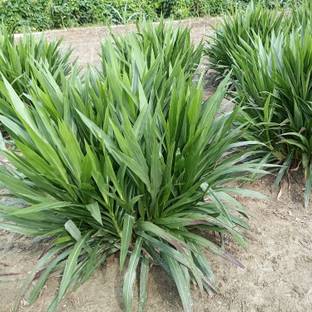 N.G.M. AGROCARE Smart/Dwarf/Indonesia Multi-Cut Hybrid Napier Grass slips/Sticks for Cultivation Seed