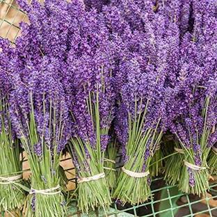ActrovaX Lavender Rare Flower DIY Home Garden Plant Easy to Grow [100 Seeds] Seed