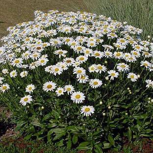 CYBEXIS Namaqualand Daisy Plant Seeds Seed