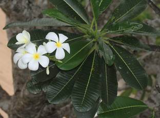 Kapebonavista Plumeria obtusa the Singapore graveyard flower live plant Seed