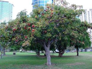 VibeX NBIR-25 - Serculia Foetida / China Almond / Java Olive Tree - (30 Seeds) Seed
