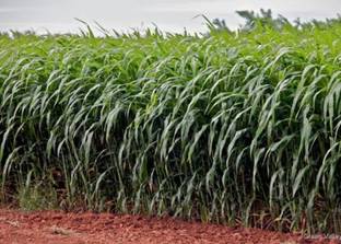 HYBRID 1kg, Bajra animal grass seed, bajra SSG seeds highest yield very tasty grass Seed