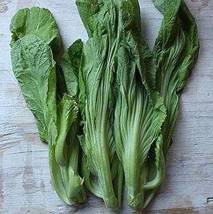 CYBEXIS TLX-41 - Small Gai Choi Chinese Mustard - (250 Seeds) Seed