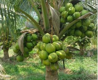 SeedStore Coconut Seed
