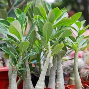 SOFTYGARDEN ADENIUM PLANTS Seed