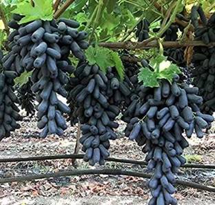 Chalisa Grapes Fruit, Black Grapes Seed