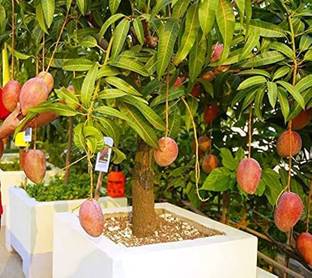 ibains Mango seeds himsagar Seed