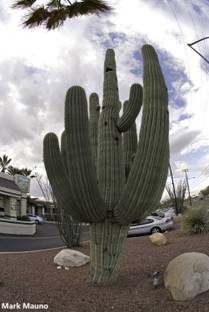 NooElec Seeds India All Seasons The Saguaro Cactus Seed