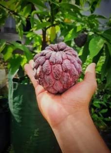 SHYAM Testy Healthy Food "Red Custard apple(Ata)" Fruit Plant Tree Seed
