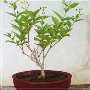 Aywal Rat Ki Rani Jasmine Parijat Harshringar Parijatak Flower Seed