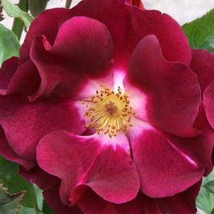 WILLVINE XL-118 Night Owl™ Climbing Rose Seed