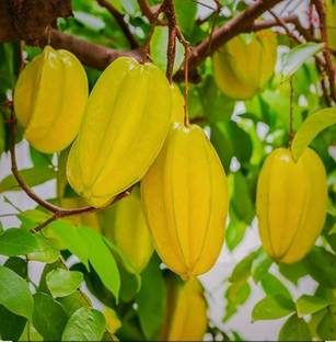 SHYAM CaramBola Star' Fruit Grafted Plant Seed