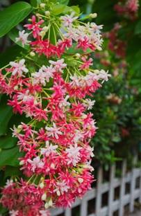 SHYAM Pink Rangoon Creeper (Madhubilata) Flower plant Seed