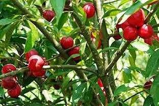 VENUS ONLINE Mahkota Dewa (Phaleria macrocarpa) God's Crown Fruit Plant Seed