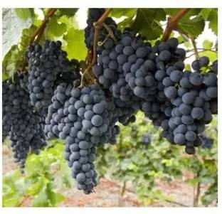 Aro Grapes Fruit, Black Grapes Seed