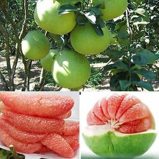 PMA grapefruit seed, shaddock seed, batabi labu Seed