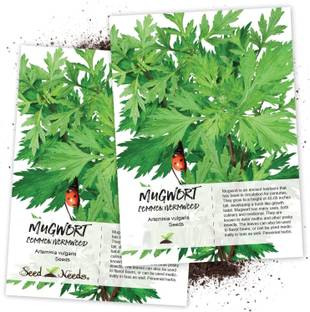 WILLVINE Mugwort Herb (Artemisia vulgaris)-2 x Packet Seed