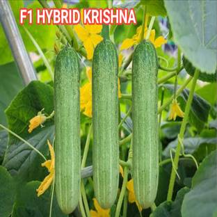 HYBRID 10g krashna cucumber seeds 30-35 days harvesting Highest Seed
