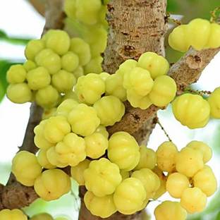 SREE Amla Seeds, Aamloki ,Gooseberry Seed, Amla Seeds For Gardening Seed