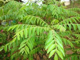 Kapebonavista Kari Patta Kadi Patta Meetha Neem Curry Leaf Tree Plant Seed