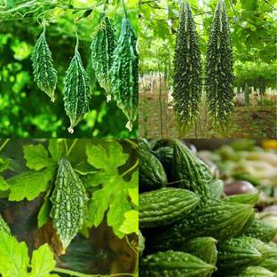 ibains kerala vegetable seeds 47 Seed