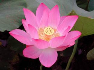 KANAYA Lotus Seed