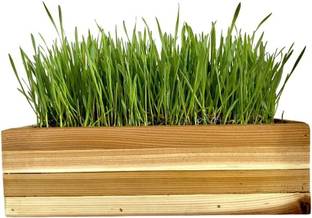 VibeX XL-97 - Sweet Oats for Cats Seed