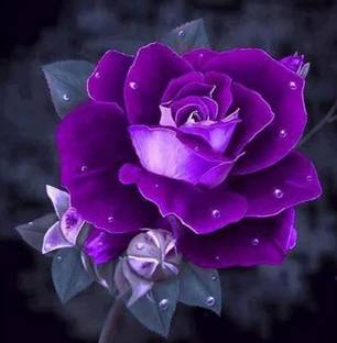 ACMS Purple Dragon Rose Seed Rare Blue Flowering Plant Home Balcony Garden Yard Seed