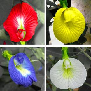 abiswas Aparajita Seeds Mixed Color Pack Blue, Pink, White Double & Single Petals Seed