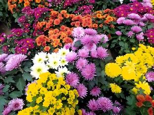 seedito Mix Colour Chandramallika Flower Seeds For Your Home Garden Seed