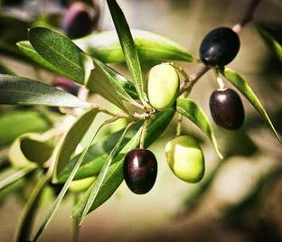 SHYAM SourOlivePlant. Seed