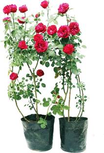 Biosnyg Red Rosa Wild Rose 5gm Seeds Seed