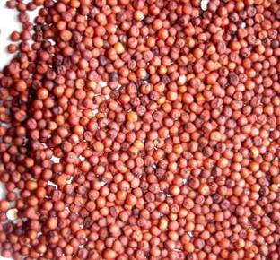 Shree Ganga Enterprise Organic Finger Millet (Ragi) Seeds For Farming and Gardening Seed