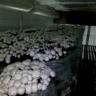 XOLDA Organic mushroom herb Seed