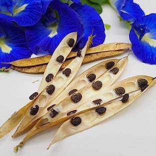 Pappa Flower Seeds for Gardening | Blue Shankupushpam/Aparajitha/Sangu Poo Seed