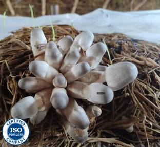 Arko Paddy Mushroom Spawn Grain SeedsFirst Generation High Yield White Mycelium Seed