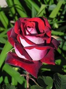 NooElec Seeds India Red & White Osiria Ruby Rose Flower 20 Seed