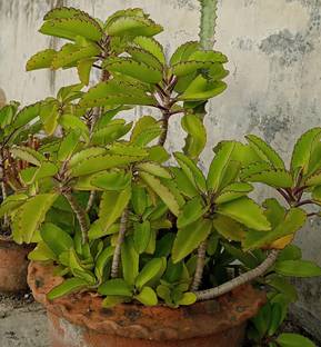 wequality Bryophyllum plant/Pathorkuchi only Leaf seeds no baby plant Seed